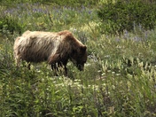Glacier National Park