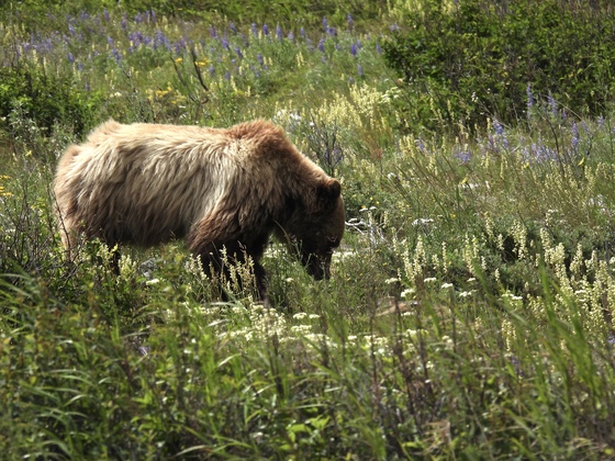 Glacier National Park