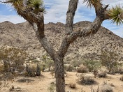 Joshua Tree National Park