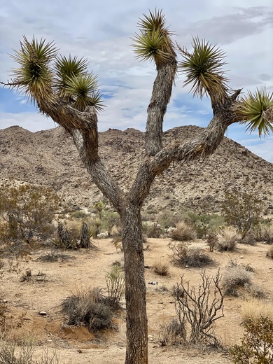 Joshua Tree National Park