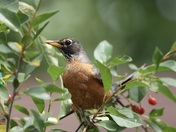 Robin in a Cherry Tree