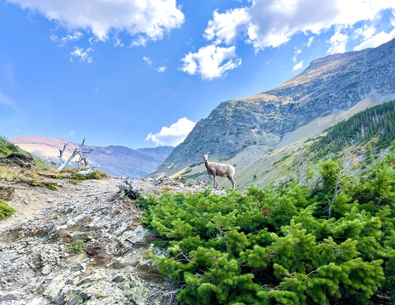 Glacier National Park 