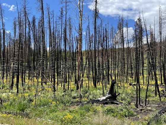 Medicine Bow-Routt National Forest