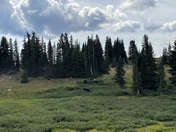 Medicine Bow-Routt National Forest