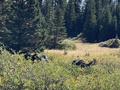 Medicine Bow-Routt National Forest