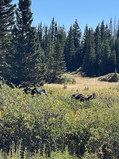 Medicine Bow-Routt National Forest