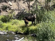 Medicine Bow-Routt National Forest