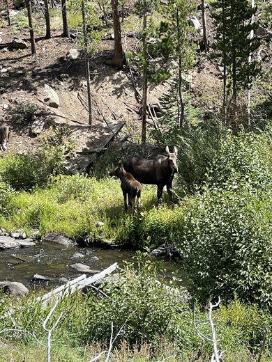 Medicine Bow-Routt National Forest