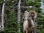 Glacier National Park