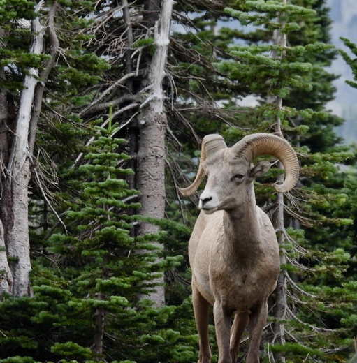 Glacier National Park