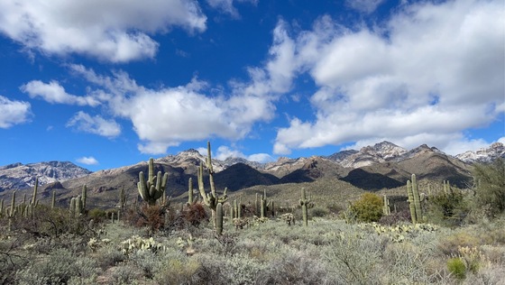 Coronado National Forest