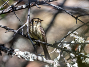 Pacific Coast Flycatcher