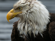 Tongass National Forest 