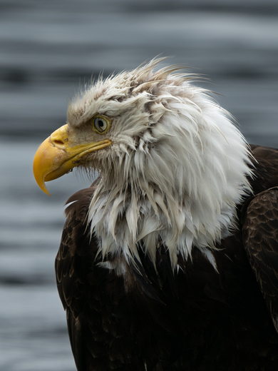Tongass National Forest 