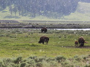 Yellowstone National Park