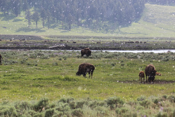 Yellowstone National Park