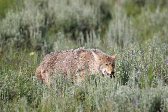 Yellowstone National Park