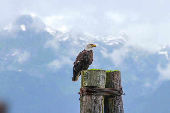 Kenai Fjords National Park