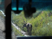 Denali National Park