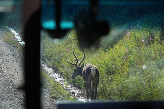 Denali National Park