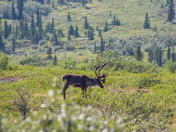 Denali National Park