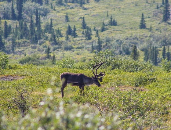 Denali National Park