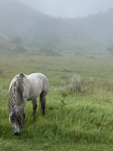 Theodore Roosevelt National Park