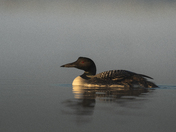 Common Loon