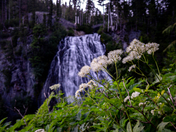 Mt. Rainier National Park
