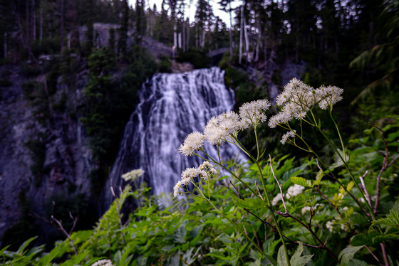 Mt. Rainier National Park
