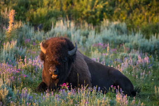 Yellowstone National Park