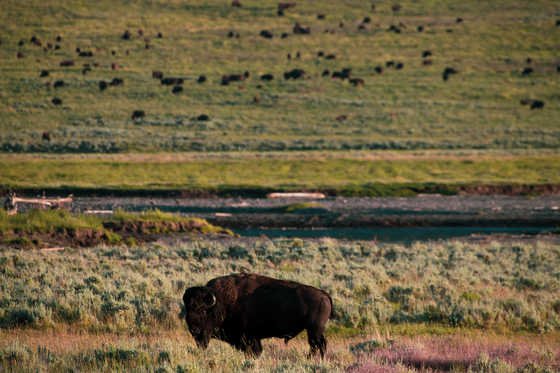 Yellowstone National Park