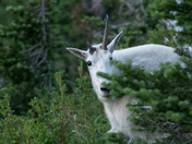 Glacier National Park