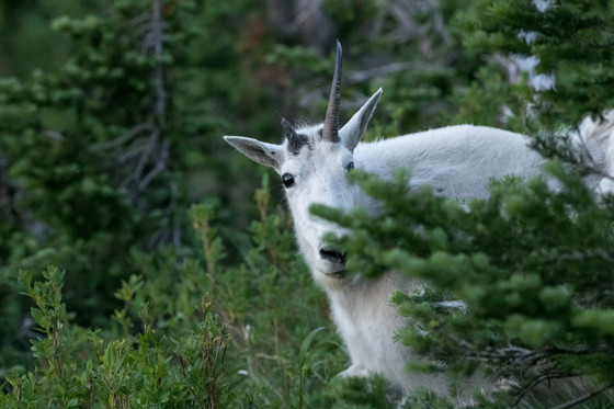 Glacier National Park