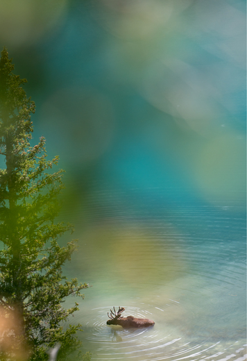Glacier National Park