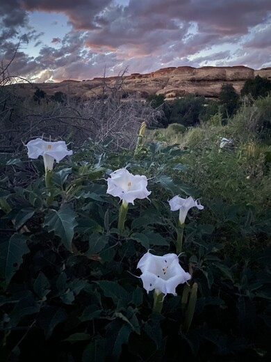 Canyonlands National Park