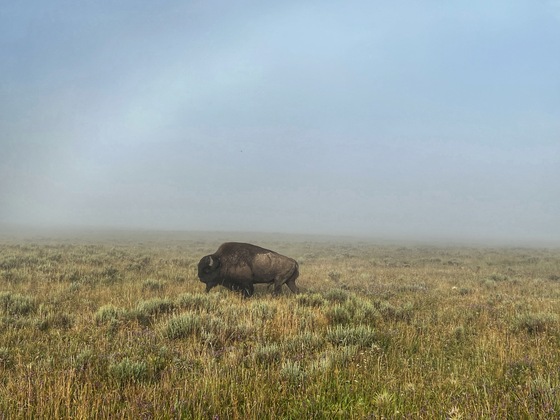 Yellowstone National Park