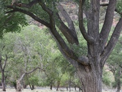 Zion National Park