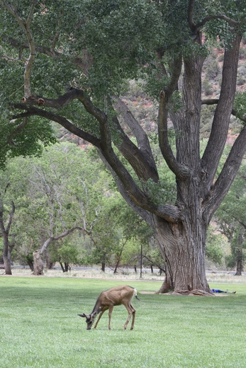 Zion National Park