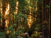 Muir Woods National Monument 