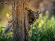 Kaibab National Forest 
