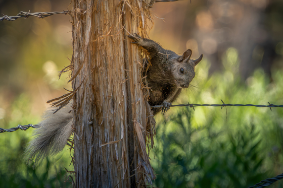 Kaibab National Forest 