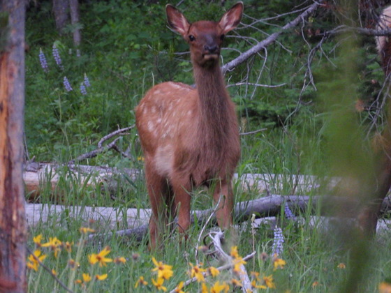 Grand Teton National Park