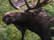 Grand Teton National Park