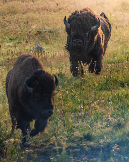 Yellowstone National Park