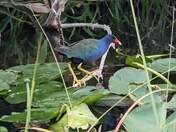 Everglades National Park 