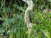 Everglades National Park 