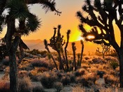 Joshua Tree National Park, California