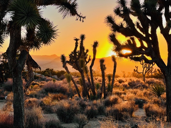 Joshua Tree National Park, California