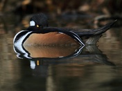 Hooded Merganser Relaxing